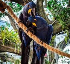 Long island bird & exotics veterinary clinic has assembled an expert team of veterinary professionals to bring you the best possible healthcare for your pet. Beecroft Birds Exotics Veterinary Clinic