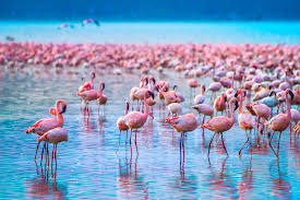Enjoy activities like bird watching and rock climbing in nakuru. 10 Best Things To Do In Nakuru Nakuru Nakuru Travel Guides 2021 Trip Com