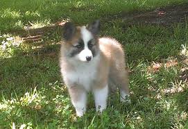 More info in the morning 2 girls and 4 boys. The Icelandic Sheepdog Vali Icelandics
