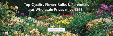 Your event is 123 days away! Wholesale Flower Bulbs And Perennials K Van Bourgondien