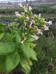 Image result for Nicotiana tabacum