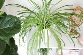 Spider Plant Care How To Grow Care For Propagate Paisley Sparrow Low Light Plants Plants Spider Plants