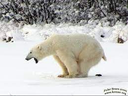 Sep 07, 2017 · polar bears are pregnant for nine months after which they usually have 1 or sometimes 2 cubs. Beagles To Detect Polar Bears Pregnancies Youtube