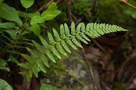 Image result for Megalastrum lanuginosum