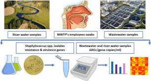Dan keempat, umno yang sejak merdeka adalah parti pemerintah telah semakin hilang kredibilitinya. The Prevalence Of Drug Resistant And Virulent Staphylococcus Spp In A Municipal Wastewater Treatment Plant And Their Spread In The Environment Sciencedirect