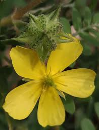 Image result for Tribulus zeyheri