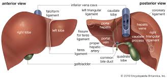 Liver location is in the right upper region of the abdomen (image shows nine quadrants of abdomen) picture 2 : Liver Anatomy Britannica
