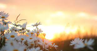 We hope you enjoy our growing collection of hd. Stay Safe And Healthy There Are 70 Flower Aesthetic Pc Wallpapers Published On This Page Cute Flower Wallpapers Aesthetic Desktop Wallpaper Laptop Wallpaper