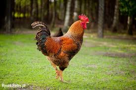 Kogut karmazyn - zdjęcie 2 - Kura karmazyn (rhode island red) - popularna rasa kury domowej o ciemnobrązowym upierzeniu - Rynek Rolny