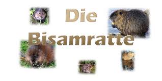 Die bisamratte (ondatra zibethicus) oder der bisam ist eine ursprünglich ausschließlich in nordamerika beheimatete nagetierart, die sich ausgehend von böhmen und später frankreich über fast ganz europa und asien ausgebreitet und als neue art (neozoon) etabliert hat. Die Bisamratte Ondatra Zibethicus Teichfilter