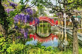 亀戸天神社 藤まつり2024 | 4月6日～4月30日開催！ 江東区・亀戸天神社の「藤まつり」 | 東京都江東区 | いこーよとりっぷ さん