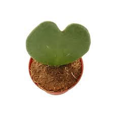 During winter times, i place my smaller hoya under my sansi 30w led grow light for at least 6 hours. Buy Hoya Kerrii Sweetheart Plant Plantler