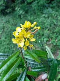 Image result for Acridocarpus natalitius