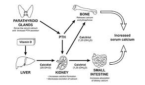 Vitamin D We Often Underestimate The Importance Of Vitamin D In The Body Although It Is Important For So Many Processes Calcium Supplements Medical Calcium