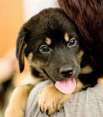Areas angels' care animal rescue, inc. Home Humane Society Of Pulaski County