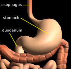 Nursing 264 Week 5 Hesi Case Study Flashcards Quizlet