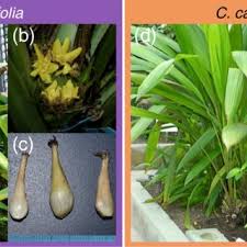 Image result for Curculigo latifolia