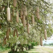 Image result for Kigelia africana