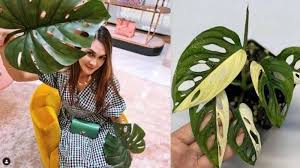 Cek aneka rekomendasi tanaman hias terlengkap & terbaik lainnya. 5 Jenis Tanaman Hias Yang Cocok Untuk Isi Waktu Luang Dan Hilangkan Bosan Saat Pandemi Tribun Medan