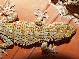Check spelling or type a new query. Hd Wallpaper Gecko Dragon Reptile Texture Lizard One Animal Animal Wildlife Wallpaper Flare