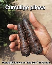 Image result for Curculigo pilosa