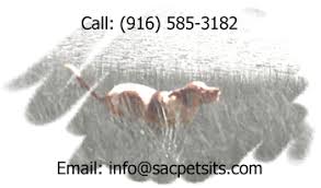 Doggie den care in silver spring, md, charges $30/night plus $18 to walk him or her. Sacramento Ca Pet Sitting Dog Walking Cat Sitting Dog Sitting By Pawsitive Attention Faq
