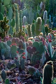 See traveler reviews, 7 candid photos, and great deals for copper cactus ranch, ranked #270 of 695 specialty lodging in copper cactus ranch is an all male bed & breakfast/campground. Arizona Cactus Garden Stanford University Palo Alto Ca Photo Pearson3 Via Flickr Plants Cactus Garden Cacti And Succulents