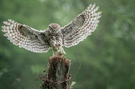 An owl's diet can be very diverse, due to their ability to adapt to locally abundant food sources. Do Owls Eat Cats How To Keep Your Cat Safe Tuxedo Cat