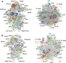 What size are eukaryotic ribosomes. Structure Of The Human 80s Ribosome Nature