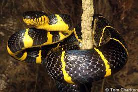 Cobra Do Mangue Boiga Dendrophila Venomous Animals Snake Reptiles And Amphibians