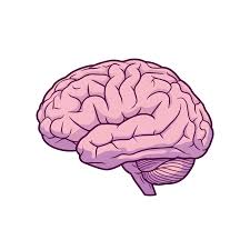 Image result for Brain Gyri