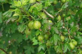 Epingle Par Guillaume Laborde Paysagist Sur Plantes Fruits En 2020 Plantes Sauvages Champ De Mais Maquereau