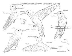 Whether your kids love to hear the birds sing, smell the flowers that bloom or see the dragonflies that fly through the air, being outdoors is the best spring activity for coloring is a great quiet time activity that kids of all ages can enjoy! Bird Coloring Pages For Kids