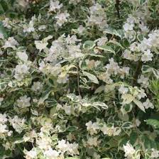 Mock orange (philadelphus coronarius) is a deciduous shrub (it loses its leaves in the fall) that has a dense, rounded growth habit. Philadelphus Coronarius Variegatus Variegated Mock Orange In Gardentags Plant Encyclopedia