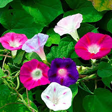 As many flowers bloom continuously the fairies would best be found when the light is tender and humidity is high yet soft. Live Green Morning Glory Flower F1 Hybrid Seeds Small Pack Amazon In Garden Outdoors