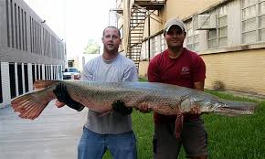 In this video i go over the 3 methods i belive will give you the best chances to release an alligator gar unharmed on rod and reel. Alligator Gar Wikipedia