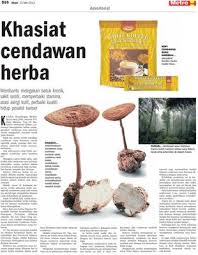 Cendawan susu harimau atau yang lebih dikenal dengan sebutan tiger milk mushroom merupakan salah satu jenis jamur yang memiliki khasiat di bidang pengobatan. Khasiat Cendawan Herba Klik