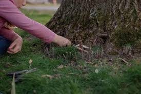 Now, before i start breaking the process of fairy gardening down, let me just say, let your imagination run wild! Creating Nature Fairy Gardens Run Wild My Child