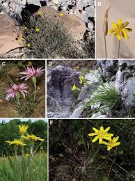 Image result for Pseudopodospermum hispanicum