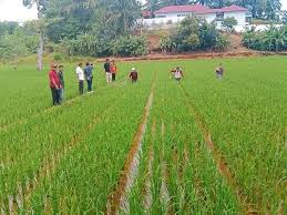 Alihfungsi Lahan Persawahan di Bengkulu Mengkhawatirkan - lyfebengkulu.com