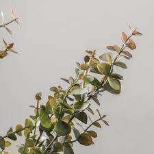 Image result for Eucalyptus sp.