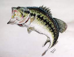 Angry bass illustration of a bass in a mascot style largemouth bass cartoons stock illustrations. Free Download Largemouth Bass Drawing Color 1024x800 For Your Desktop Mobile Tablet Explore 48 Largemouth Bass Fishing Wallpaper Largemouth Bass Fishing Wallpaper Largemouth Bass Wallpapers Largemouth Bass Wallpaper