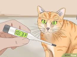 Learn the signs of labor, the difference between false labor and the real thing and when to call the doctor. 3 Ways To Tell If A Cat Is In Labor Wikihow Pet