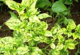 Demam kuning atau yellow fever adalah penyakit akut yang disebabkan oleh virus dan disebarkan oleh nyamuk. 10 Cara Alami Mengatasi Daun Cabe Keriting Kuning Dan Rontok Virus Kuning Artikelagribisnis