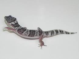 They responded to my questions quickly and i received a. Mack Snow Leopard Gecko For Sale At Snakes At Sunset