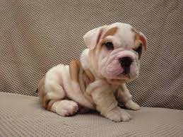 Check spelling or type a new query. Samuel Akc English Bulldog Puppy Mini For Sale In Livermore California Classified Americanlisted Com
