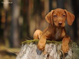 Image result for maďarský ohař drátosrstý