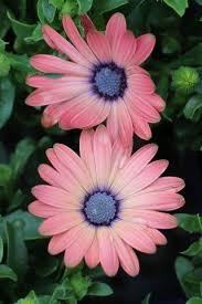 Image result for Osteospermum barberiae