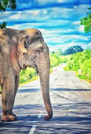 The best quality and size only with us! Sri Lanka Elephant Wallpapers Top Free Sri Lanka Elephant Backgrounds Wallpaperaccess