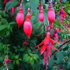 Fuchsia Riccartonii Red Fuchsia Red Flowers Irish Garden Garden Shrubs